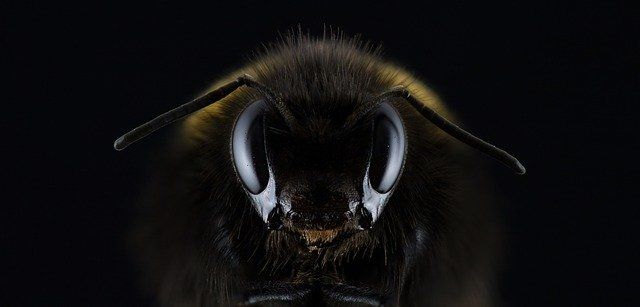Iată de ce albinele sunt atât de importante pentru nutriția noastră și: este mierea cu adevărat sănătoasă?