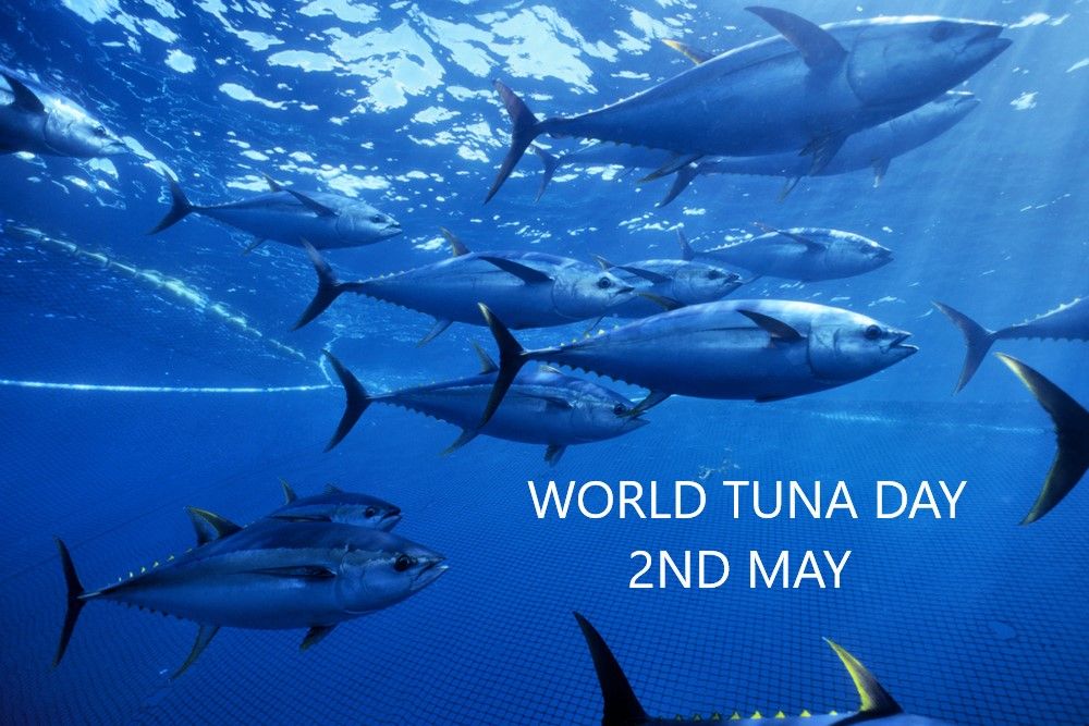 Hvor kommer navnet "Tuna" fra, og hvad er den bedste måde at nyde den på?