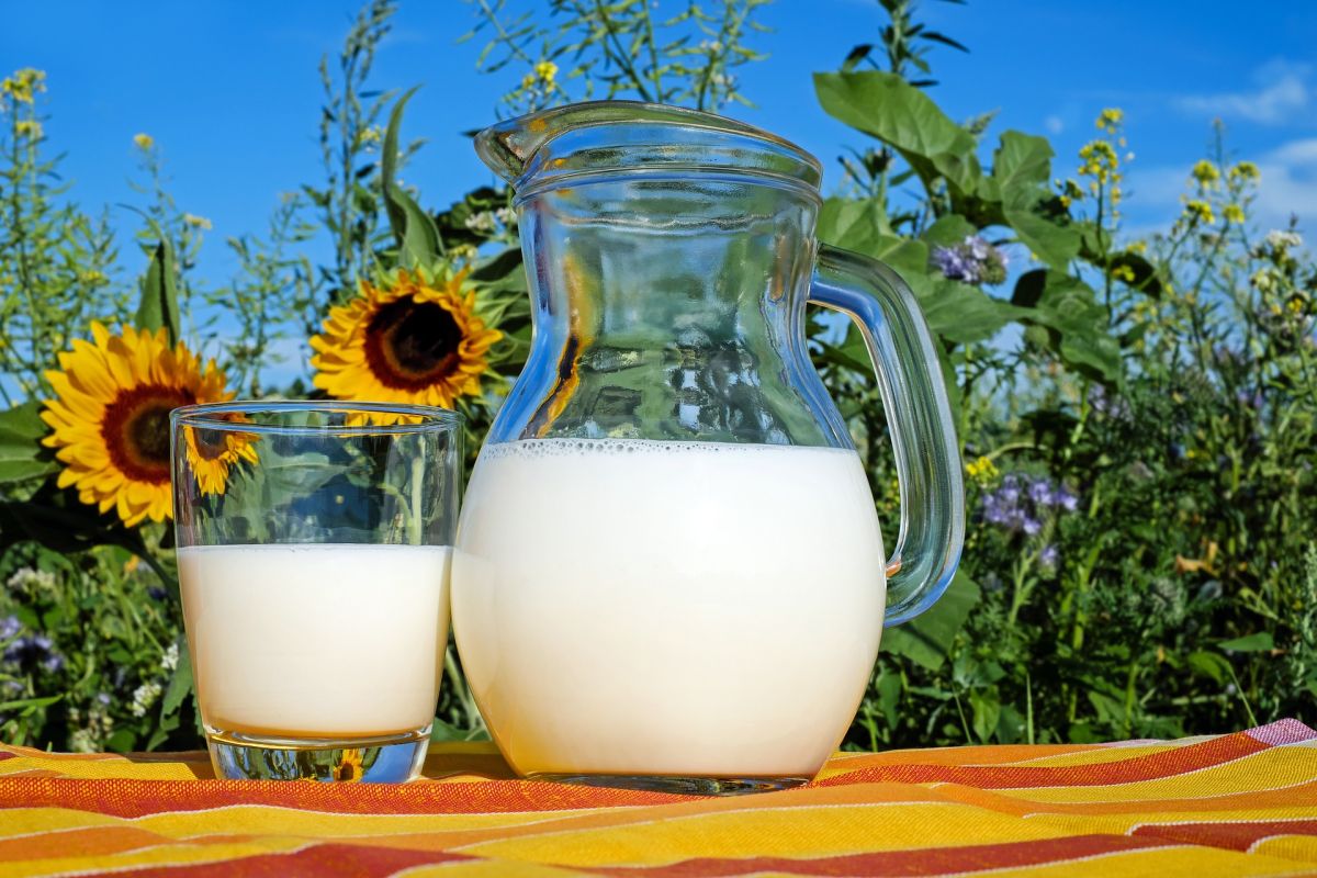 Animal or vegan, whole or low-fat: the milk. Available products and health benefits