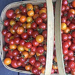 Three Tomatoes Trattoria inside