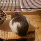 Rat-Rat food