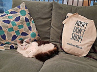 Dreamcatchers Cat Adoption Cafe And Shop menu