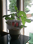 The Chilli Tree outside