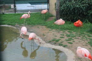 La Cour des Oiseaux food