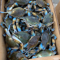 Masterbaiter's Crabs, Bait, Tackle food