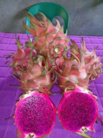 Highland Dragon Fruit Of The South food