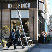Ox and Finch food