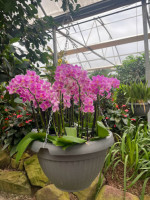 Orchidea Der Raffeiner Orchideenwelt inside