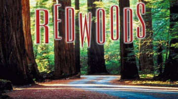 Redwoods outside