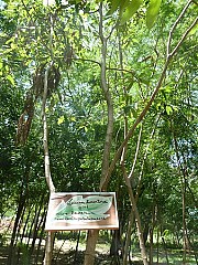 Bosque do Cumbuco