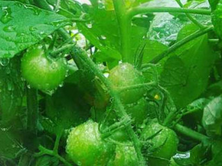 The Green Tomato Kitchen