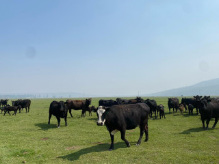 Tx Grassfed Cattle Company