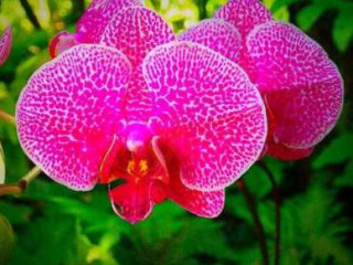 Thai Orchid