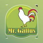 Mr Gallus