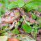 Bbq Beef Salad (Nua Nam Tok) (Spicy)