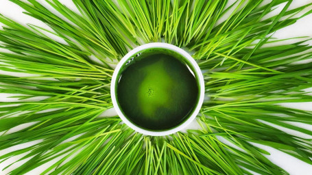 1Oz. Wheat Grass Shot