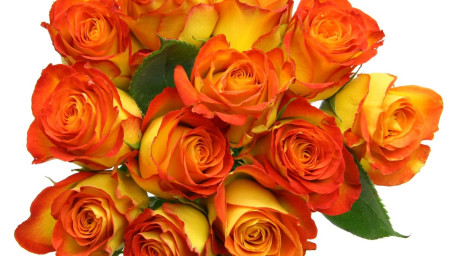 Debi Lilly Dozen Orange Rose Bouquet (Orange)