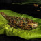 Fish Polichadu [banana Leaf]