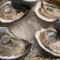 Blue Point Oysters (each)