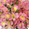 Alstroemeria 7 Stem Bouquet