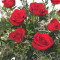 Disposizione Classica Di Rose Rosse Con Dozzine Di Rose