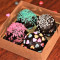 Brazillian Brigadeiro [Pack Of 4]