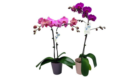 5 Orchid Plant