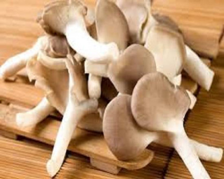 Xiù Zhēn Gū Oyster Mushroom