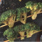 Huā Yē Broccoli