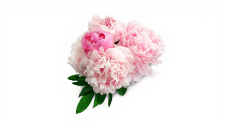 Peonies (5 Stem)