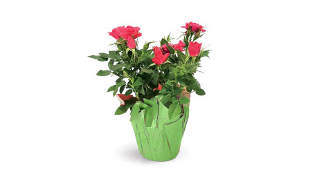 Florist Choice Blooming Plant
