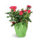 Florist Choice Blooming Plant