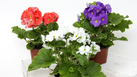 Small Flowering Plant Assorted