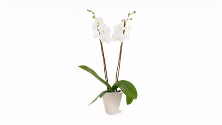 Plantă De Orhidee Înflorită Vie În 5 Plantă De Orhidee Înflorită Vie În 5