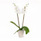 Live Blooming Orchid Plant In 5 Live Blooming Orchid Plant In 5