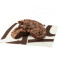 Cookie Brownie [140.0 Cals]