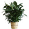 Large Elegant Spathiphyllum