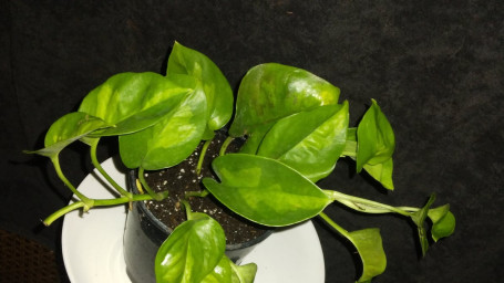 Rare Global Green Pothos