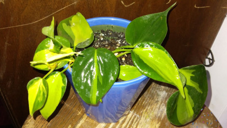 Brazil Pothos