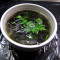 Seaweed And Rice Vermicelli Soup (V) Zǐ Cài Fěn Sī Tāng