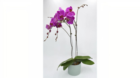 Orchideeplant
