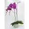 Roślina Orchidea
