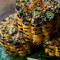 Sweet Corn With Shiso Butter (V)