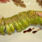 Caterpillar (Roll)