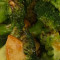 Broccoli Jiè Lán Zhī