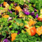 Sunny Kale-Quinoa Salad