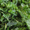 Curled leaf Kale