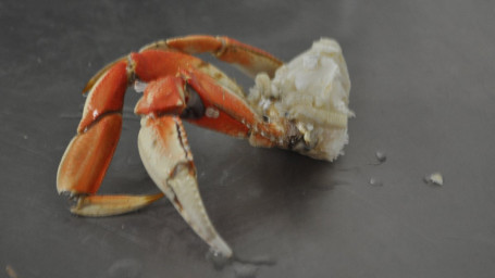 Dungeness Crab Section