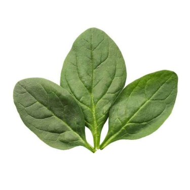 Baby Spinach Nèn Bō Cài