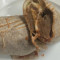 Grilled Chicken Gyro Panini